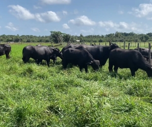  Búfalos: uma alternativa promissora na pecuária do Piauí
