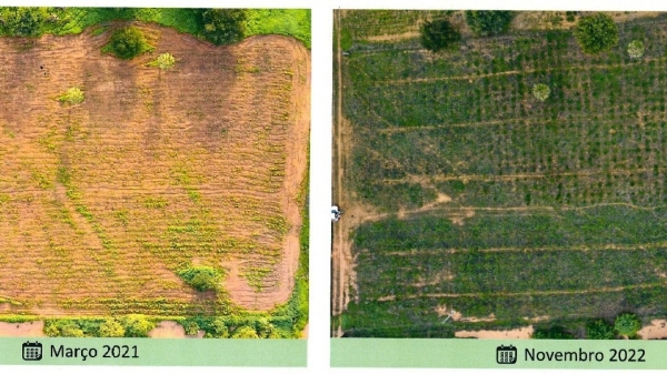Reflorestamento reduz perda de colmeias no centro-sul do Piauí 