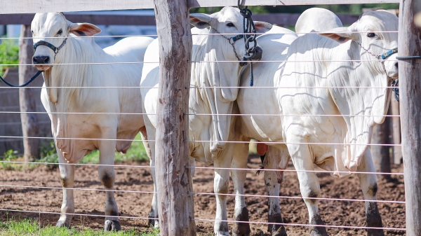 Autorização para exportação de carne do Piauí pode sair em um ano