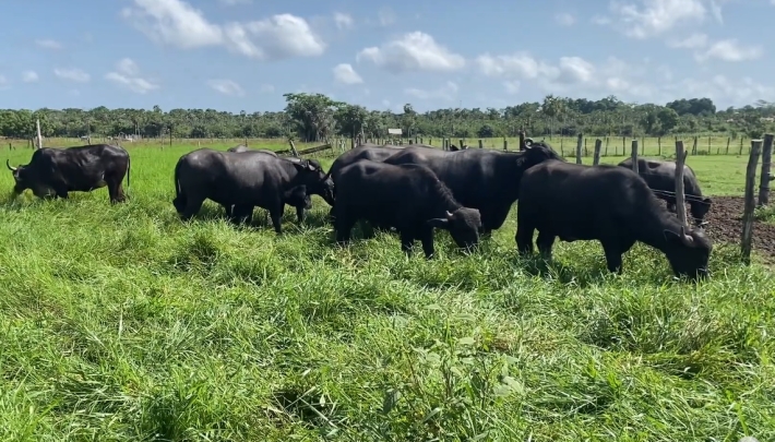  Búfalos: uma alternativa promissora na pecuária do Piauí